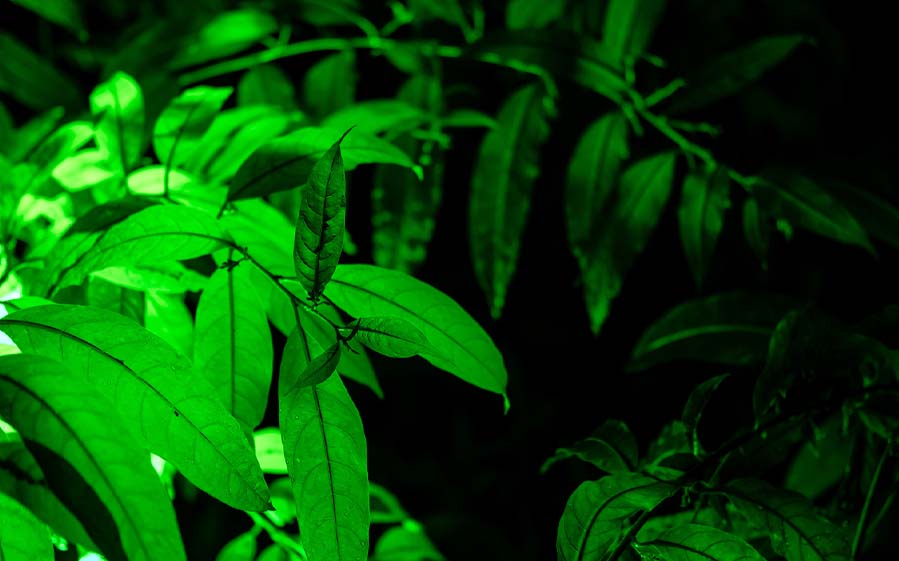 Rostliny_ktere_sviti_ve_tme