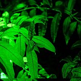 Rostliny, které svítí ve tmě. Vědci posouvají hranice biotechnologií